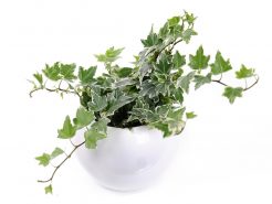 Cùng PROCE khám phá 8 loại cây thủy sinh dễ trồng trong văn phòng làm việc