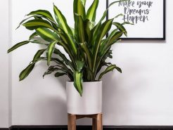 5 lợi ích của việc bố trí cây xanh trong văn phòng và các loại cây phù hợp